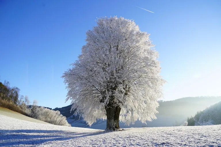 afvallen in de winter landschap met bevroren boom in een besneeuwd weiland.