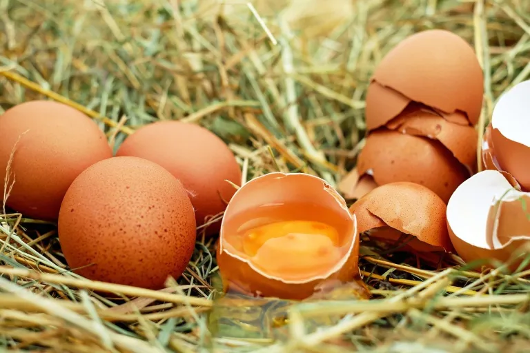 afvallen met eieren - meerdere eieren op een bedje van stro. Er zijn twee eieren gebroken